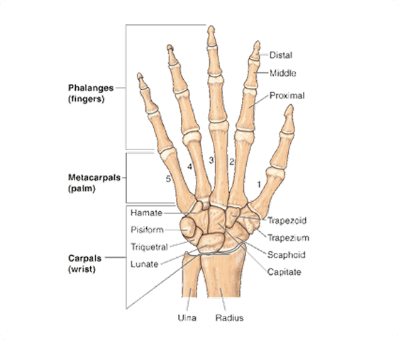 Carpal Tunnel Syndrome