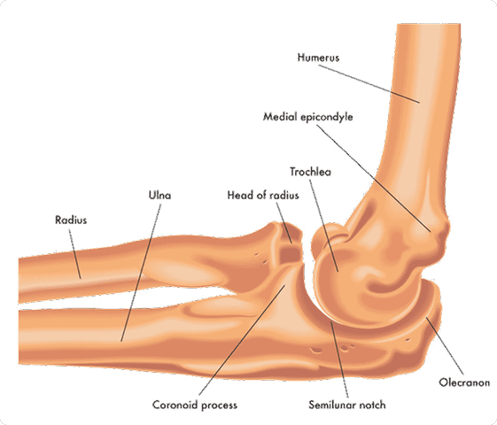elbow